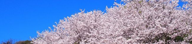 ✾そら✾'s header image