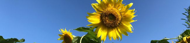 sugar835's header image