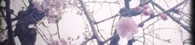 ☆てっこ☆'s header image