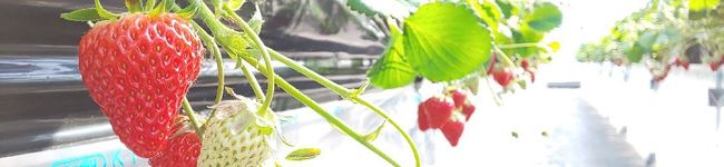 あおたまぽんた's header image