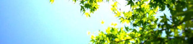 leisai's header image