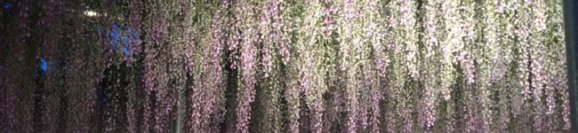 nemiiii's header image