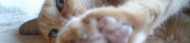 ねこなな's header image