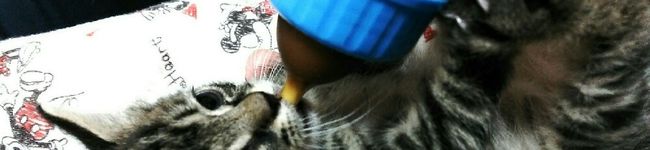 yucally's header image