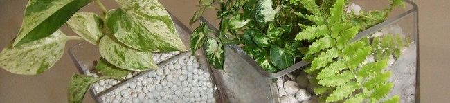 rasuppe's header image
