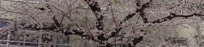 pokachan's header image