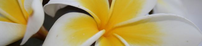 KIWIあき's header image