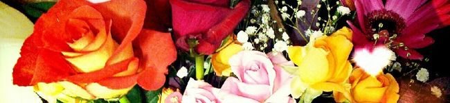 †恋花†'s header image