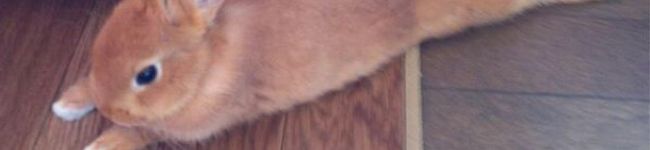 san_prism's header image