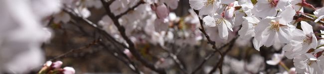 Ｉ＊Ｋママ's header image