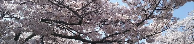 megu1219's header image