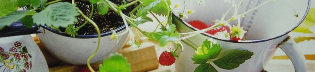 マームさん's header image