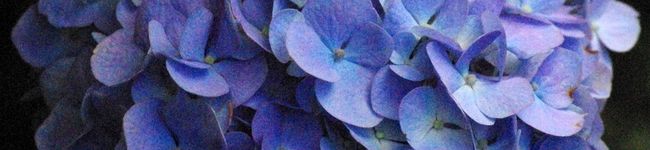 yakoちん's header image