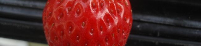 Fragaria１５'s header image