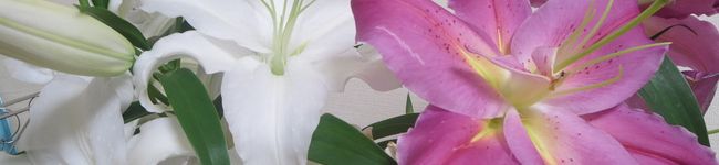 めぐまるさん's header image