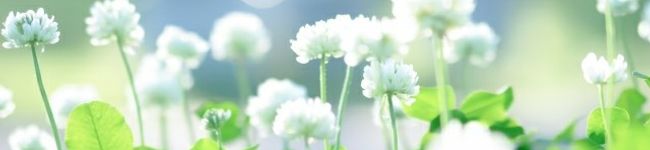シュガー★。's header image