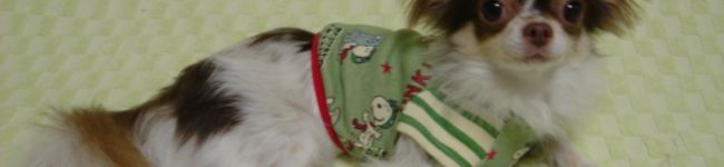 ＹＵＭＩＫＯ's header image