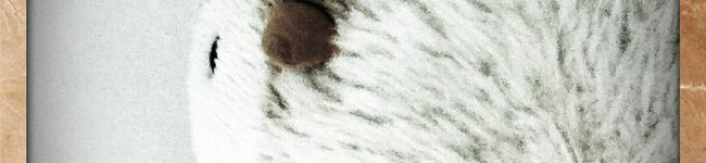 になにいな's header image