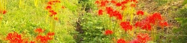 yanapepe's header image