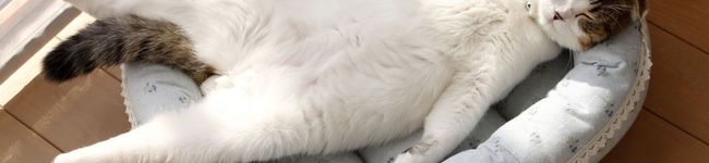 かみやたん's header image
