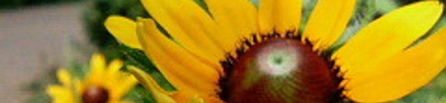 brc,oO's header image