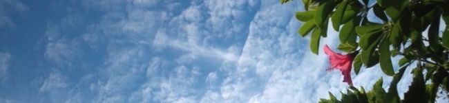 kelolo's header image