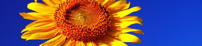 AImyme's header image