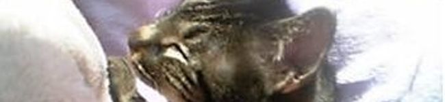 kko331's header image