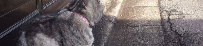 実々mimi's header image