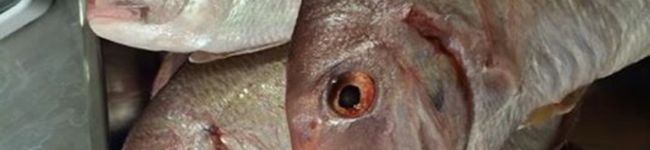 manuel's header image