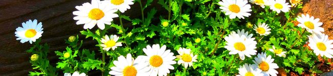 amy_gohan's header image