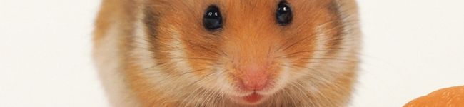 はなちさ's header image