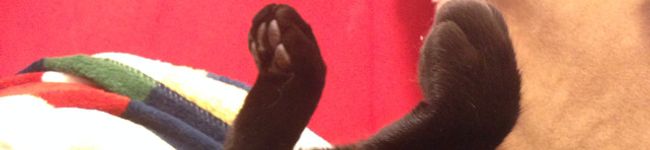 くろねこお母さん's header image