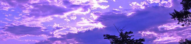 tamaolaf's header image