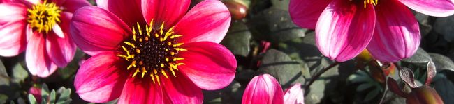 kaoriko930's header image