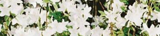 Debu子's header image