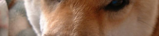cosuu's header image