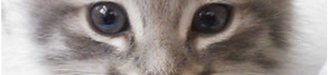 ミネフジコ's header image