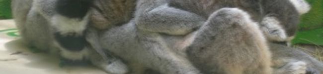 チクチク's header image