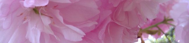 めーさーん's header image