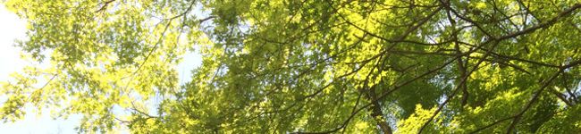 ノクロ's header image