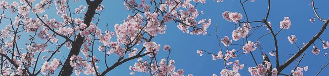 vegiwo's header image