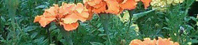 でめまだら's header image