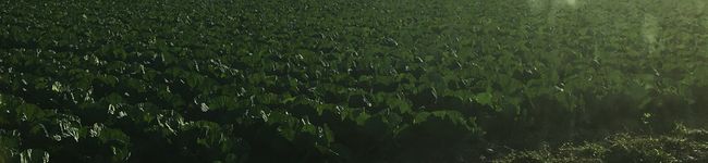 ＊pippiii＊'s header image