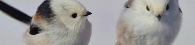 ｙｏｋｋｏ's header image