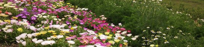 莉紗＊'s header image
