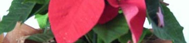 忍者寺's header image