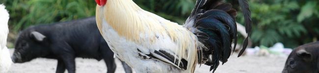 chickenmen's header image