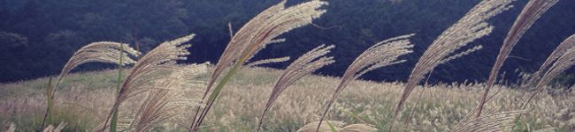 いっこｏ〇's header image