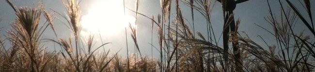 ma2neko's header image
